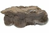 Woolly Rhino (Coelodonta) Mandible Section - Russia #210658-2